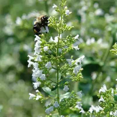 White Cloud Calamint (Calamintha)