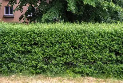 Privet (Ligustrum)