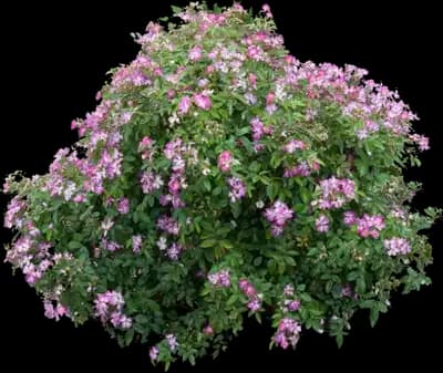 Little Lamb Panicle Hydrangea
