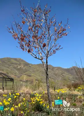Western Redbud