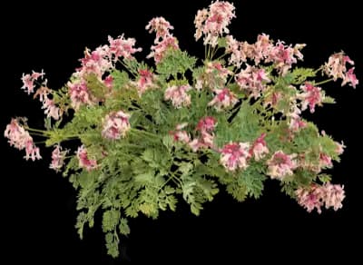 Pink Diamonds Fern-leaved Bleeding Heart