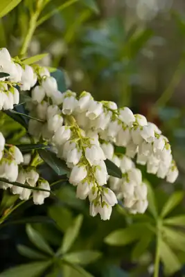 Pieris Mountain Snow™