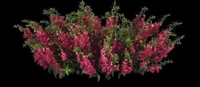 Angelflare cranberry snapdragon