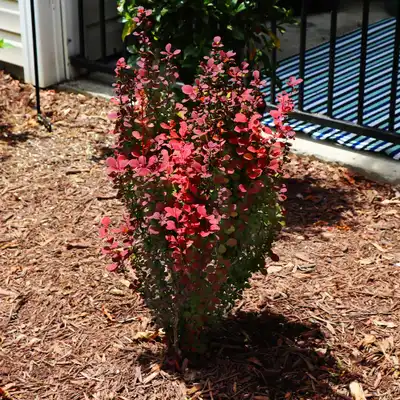 Barberry 'Orange Rocket'