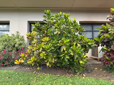 Croton