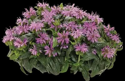 Pardon My Lavender II™ Bee Balm