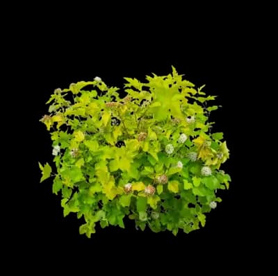 Lemon Candy Ninebark