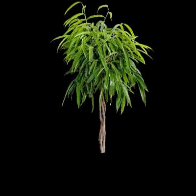 Ficus Alii Braid Plant