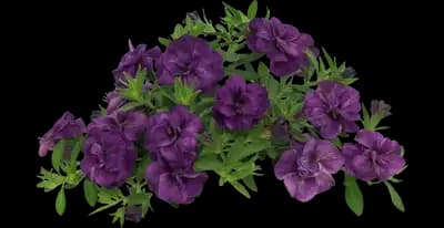 MiniFamous® Neo Lavender Blue Calibrachoa