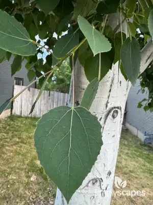 Aspen Tree