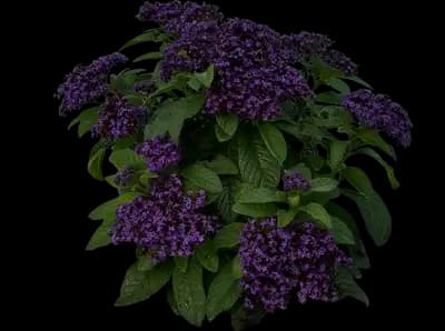 Scentropia™ Dark Blue Heliotrope
