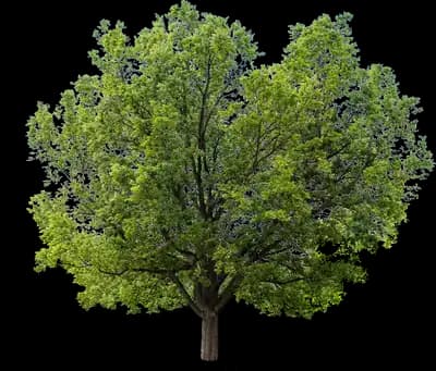 Hackberry Tree
