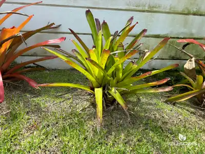 Blushing Bromeliad