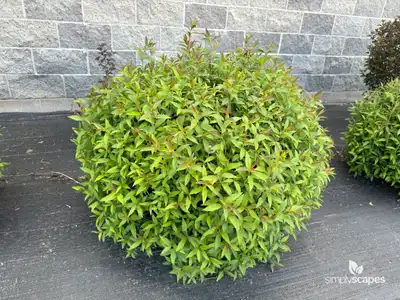 Japanese Spiraea
