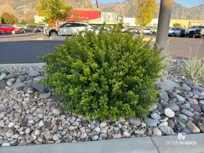 California Privet