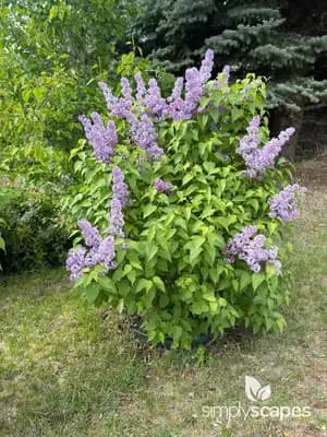 Common Lilac