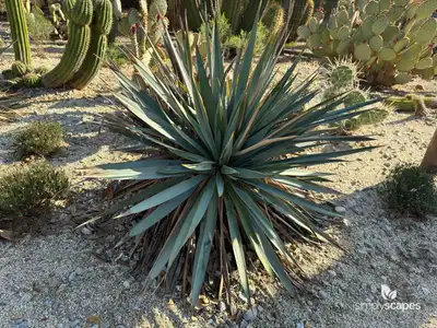 Pale Leaf Yucca