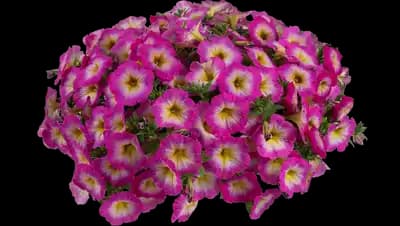 Capella™ Pink Morn Petunia hybrida