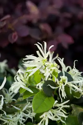 Emerald Snow Semi-dwarf Loropetalum