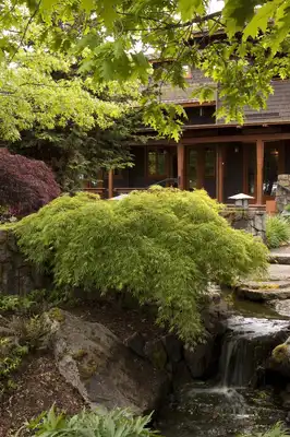 Waterfall Japanese Maple Tree