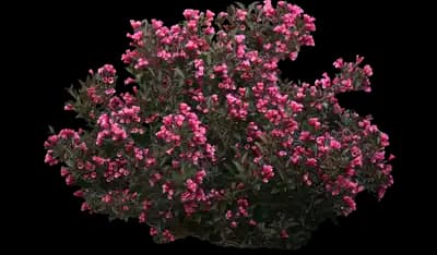 Wine and Roses Weigela