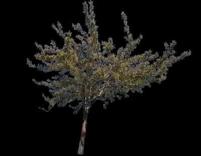 Serviceberry Trees