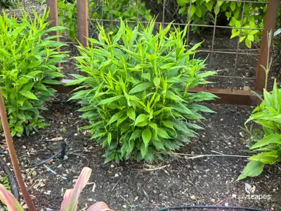 Tall Garden Phlox (Phlox paniculata)
