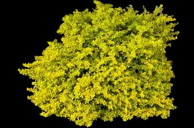 Golden Carousel® Barberry
