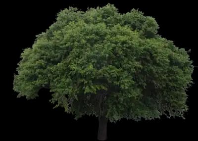 Texas ebony