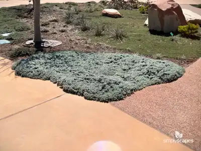 Silver Beach Burrobrush