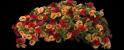 Double The Heat 25 Trixi® Calibrachoa