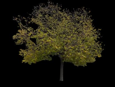 American Elm Tree