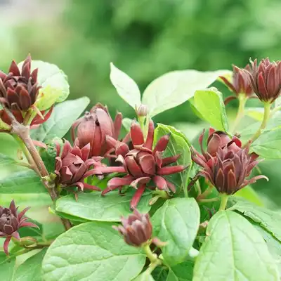 Simply Scentsational® Sweetshrub
