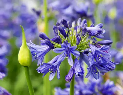Agapanthus Ever Sapphire™
