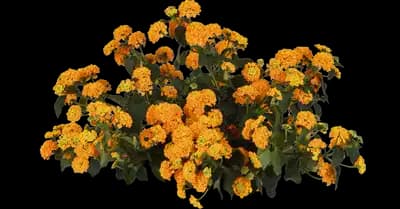 Lucky Gold Lantana