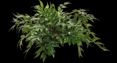 Dwarf Holly Fern