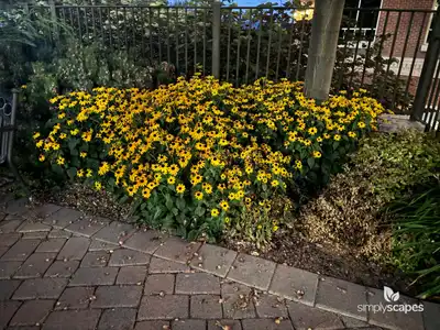 Coneflower (Rudbeckia)