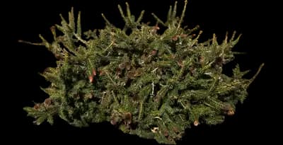 Birds Nest Spruce Tree