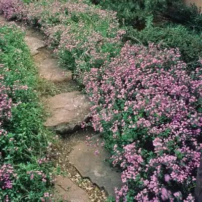 Splendens Rock Soapwort