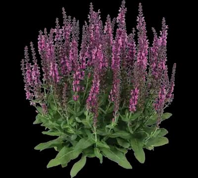 Apex™ Pink Salvia nemorosa