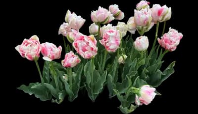 Tulip 'Finola Double Late'