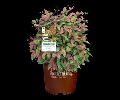 Blush Pink™ Nandina Shrub