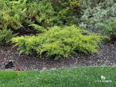 Creeping Juniper