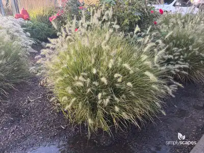 African Fountain Grass