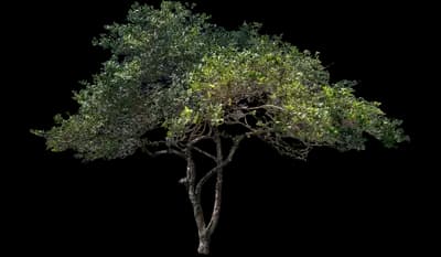 Howardi Ligustrum Shrub