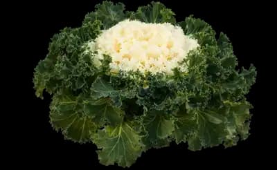 Bright and Early White Brassica