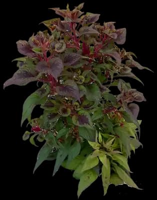 Celosia Plant