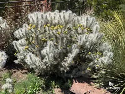 Whipple cholla