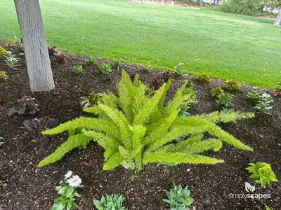 Asparagus Fern Plant