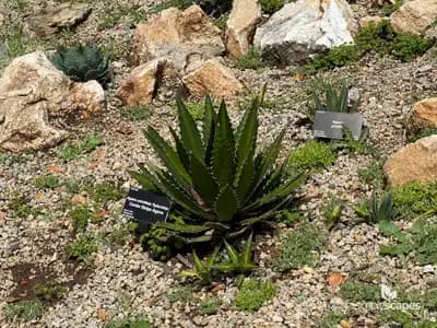 Splendid Agave